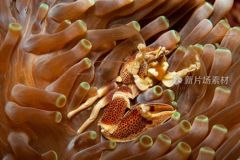 海葵上的瓷蟹(Neopetrolisthes maculatus)